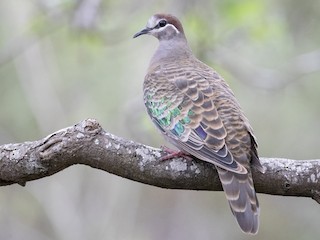 ニジハバト - eBird