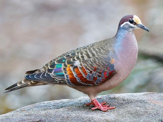  - Common Bronzewing