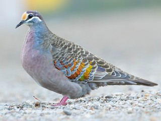 - Common Bronzewing