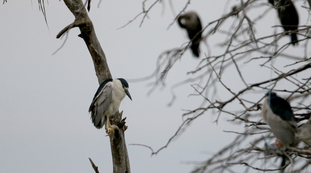 Black-crowned Night Heron - Jay McGowan