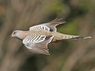 Paloma Bronce Crestada - eBird