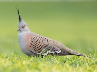 レンジャクバト - eBird