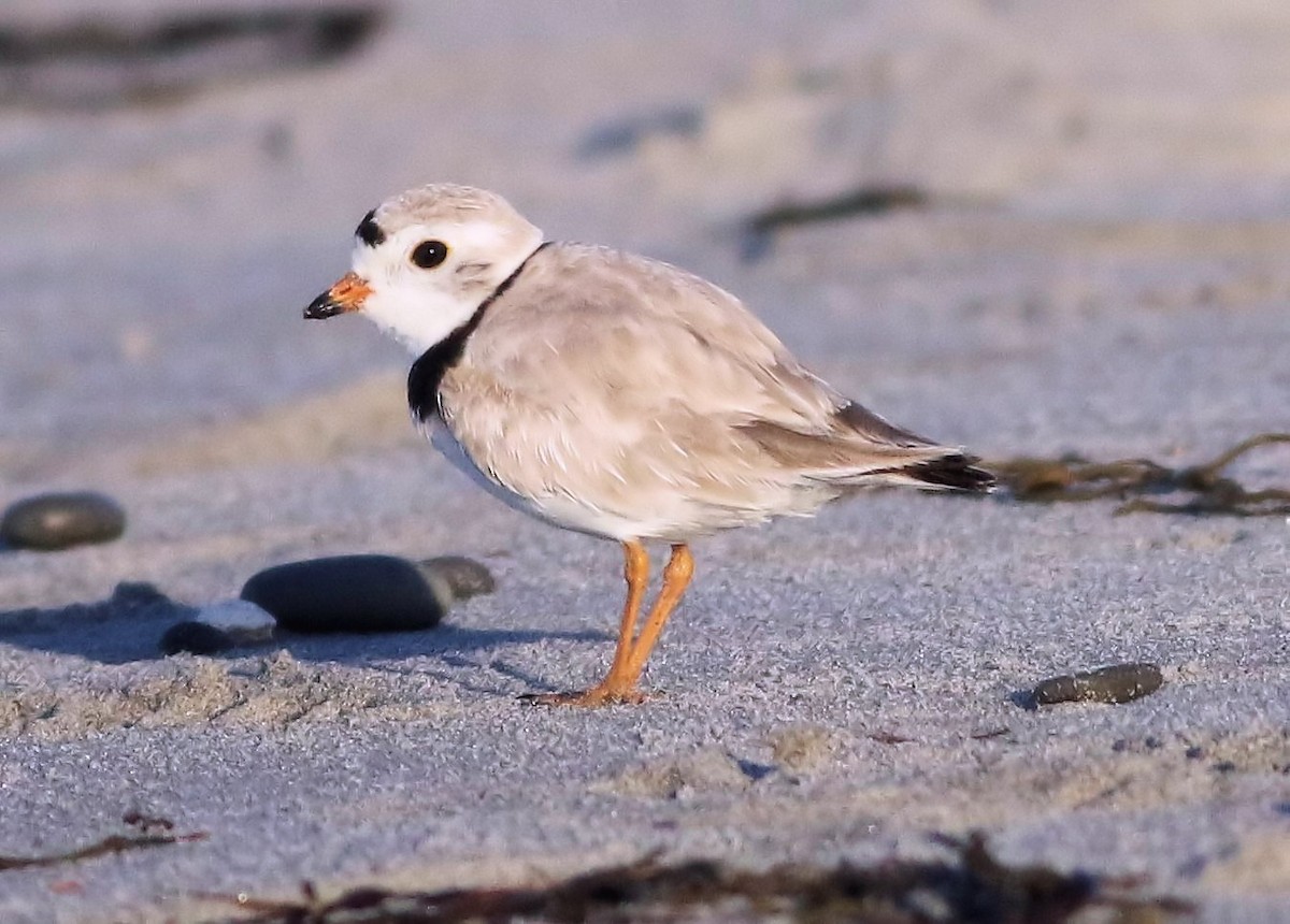 Piping Plover - ML62202281