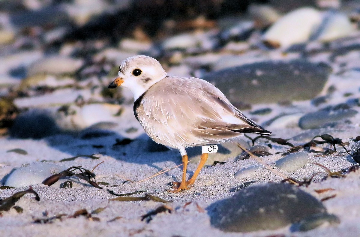 Piping Plover - Keith Lowe