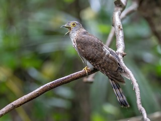  - Philippine Hawk-Cuckoo