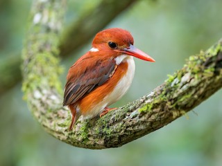  - Madagascar Pygmy Kingfisher