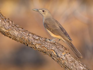  - Sandstone Shrikethrush