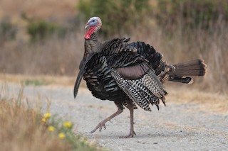 Wild Turkey