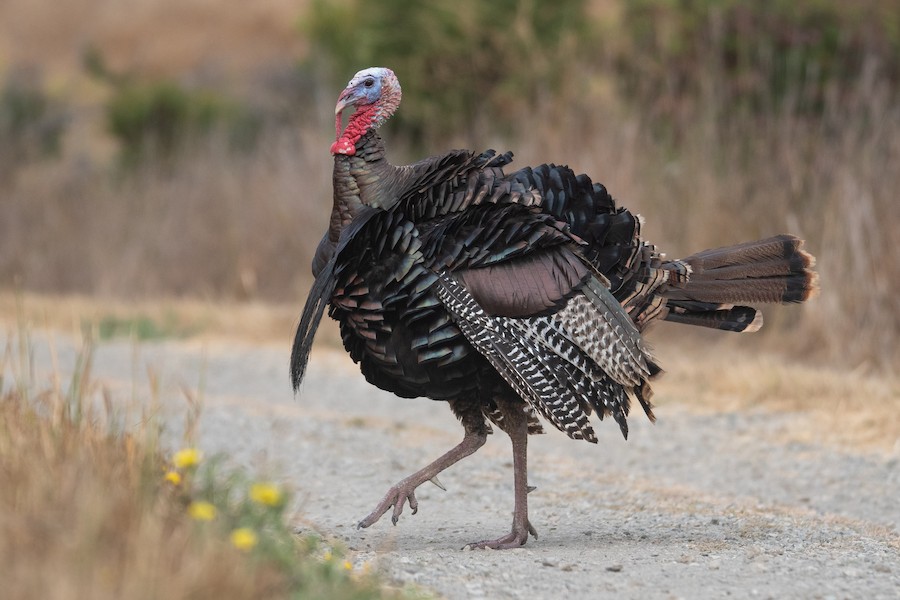 Wild Turkey