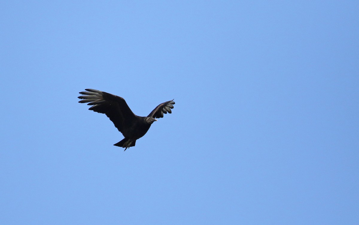 Black Vulture - ML62205501