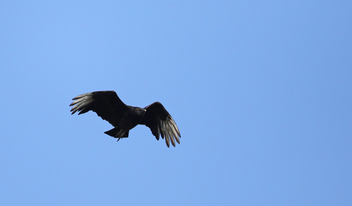 Black Vulture - ML62205521