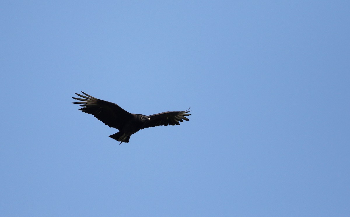 Black Vulture - ML62205571