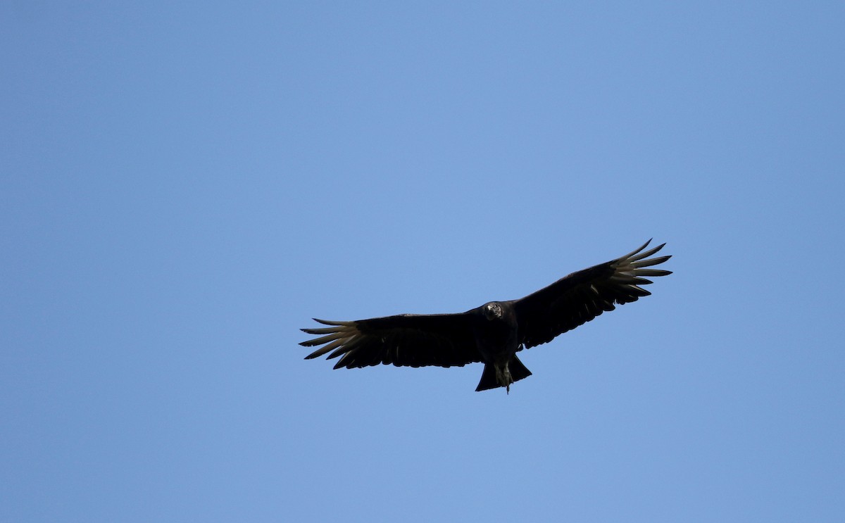 Black Vulture - ML62205591