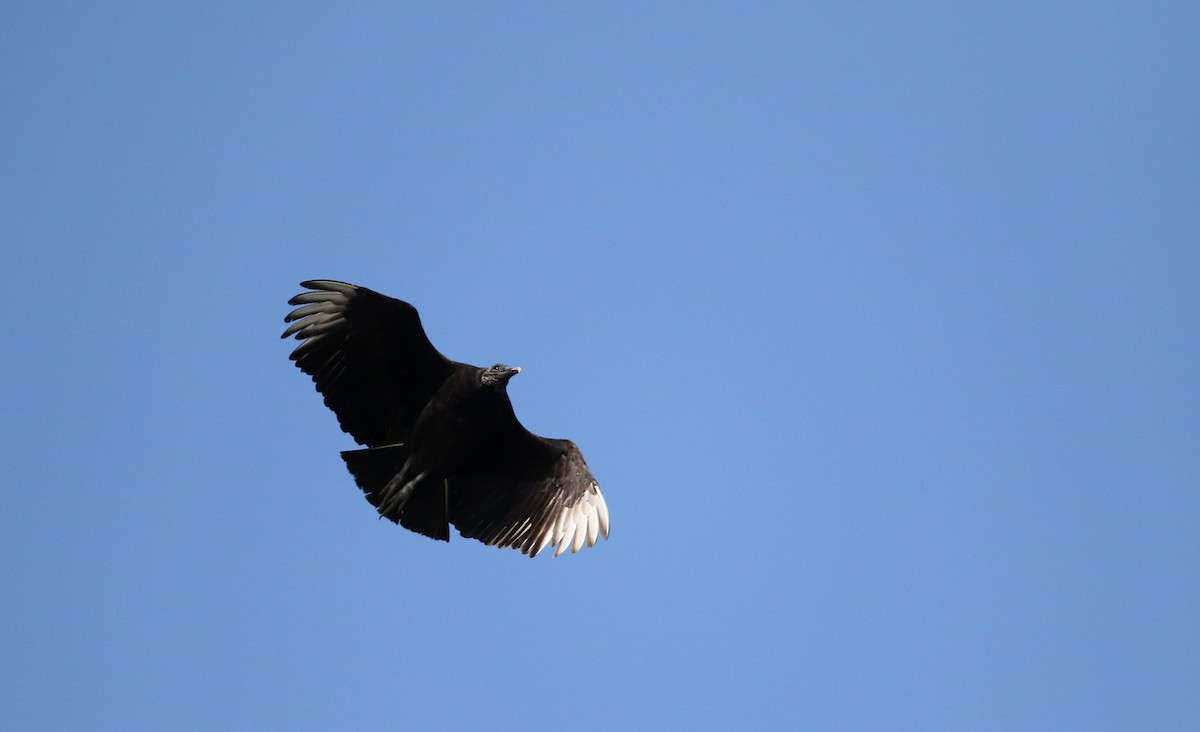 Black Vulture - ML62205661