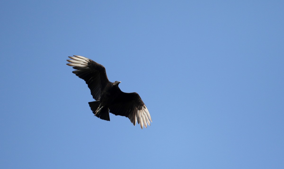 Black Vulture - ML62205671