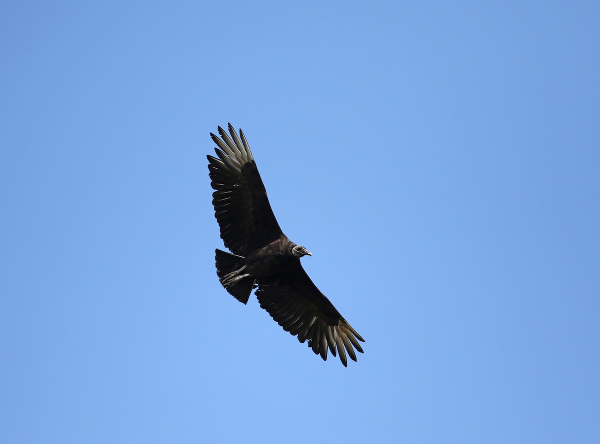 Black Vulture - ML62205901
