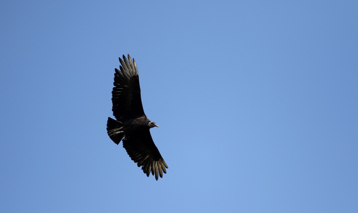 Black Vulture - ML62205931