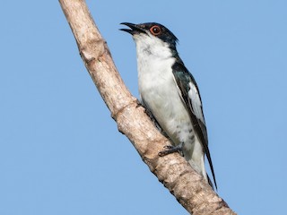 Chukchi xotini bilan porno