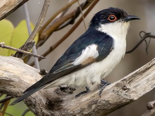 Pornoning eng qiziqarli qismida ushlangan