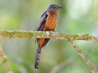 Sulawesi Brush Cuckoo - eBird