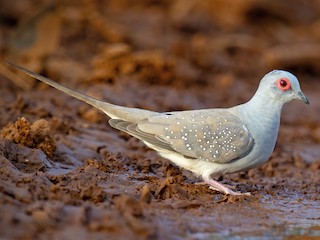 Dikdagi mushukning yaqindan surati