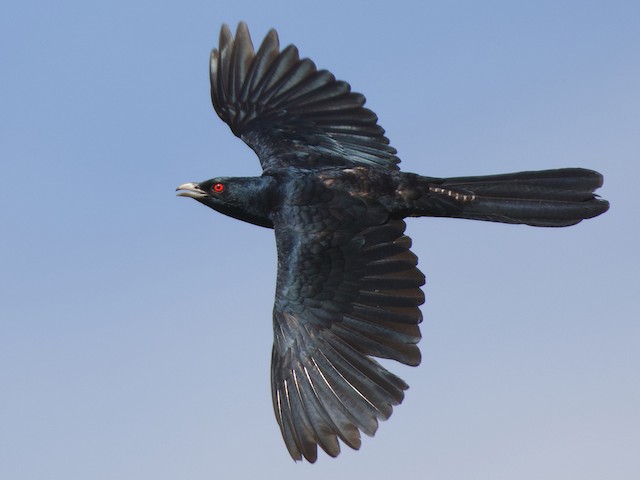 Photos - Pacific Koel - Eudynamys orientalis - Birds of the World