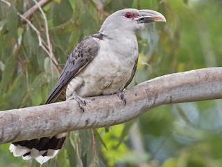 オオオニカッコウ - eBird