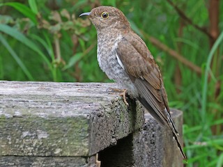 Juvenile - Stephen Murray - ML622074322