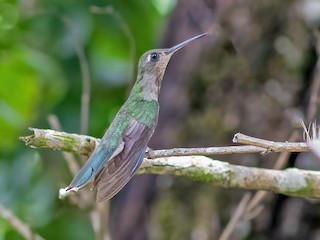  - Outcrop Sabrewing