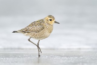 Pacific Golden-Plover