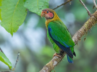  - Rose-faced Parrot