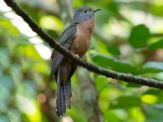 Adult gray morph - Ayuwat Jearwattanakanok - ML622081880