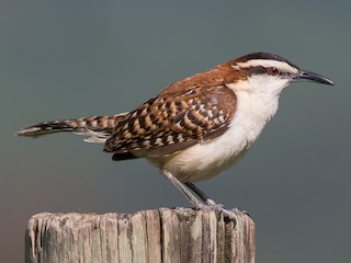  - Rufous-backed Wren