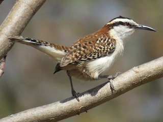 - Rufous-backed Wren