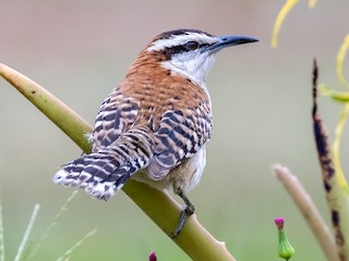  - Rufous-backed Wren