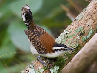  - Rufous-backed Wren
