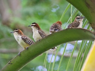  - Rufous-backed Wren