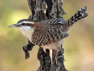  - Carlos Mancera (Tuxtla Birding Club) - ML622095510