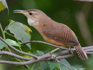  - Grenada Wren