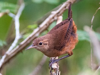  - Grenada Wren