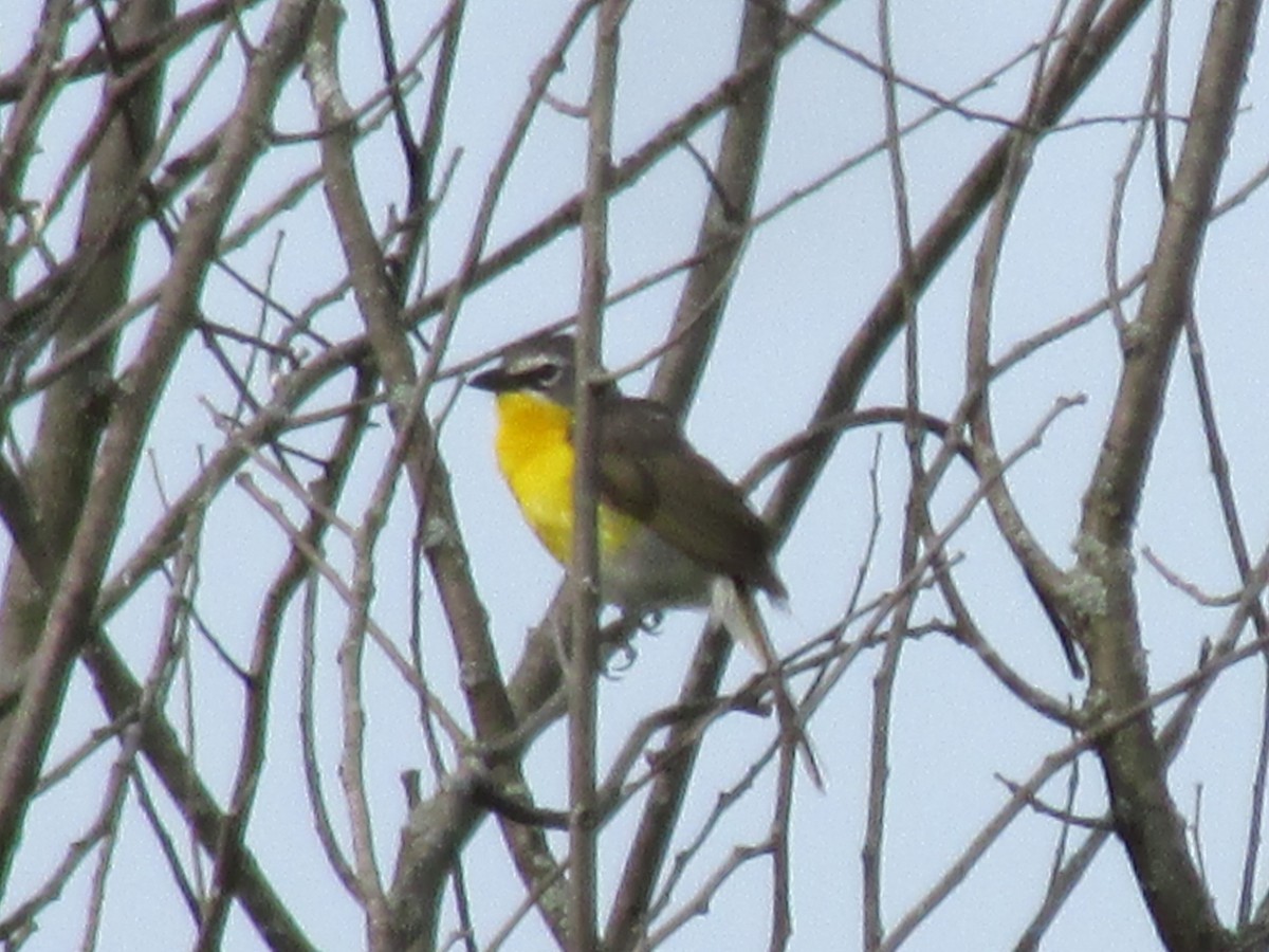 Yellow-breasted Chat - Margaret Bowman
