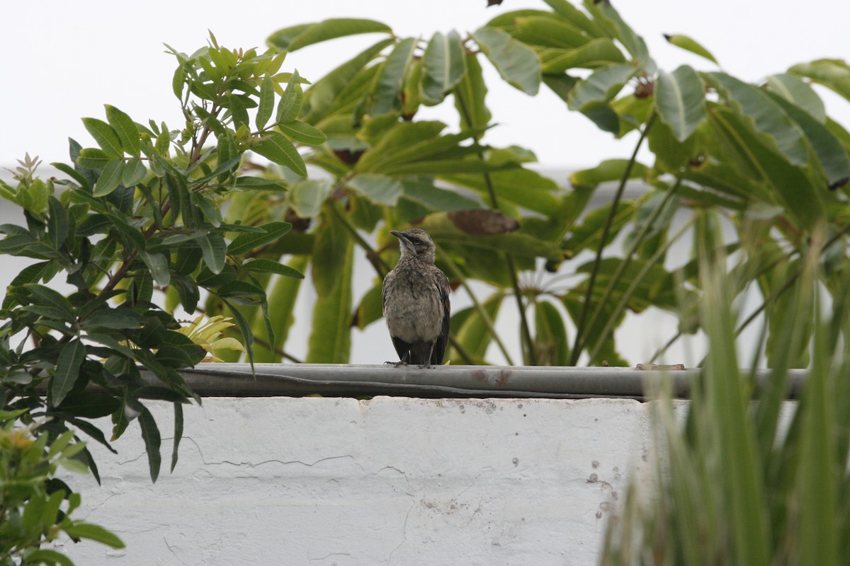 Long-tailed Mockingbird - ML62211311