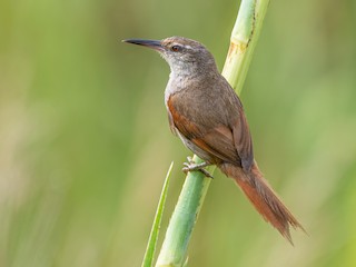  - Straight-billed Reedhaunter