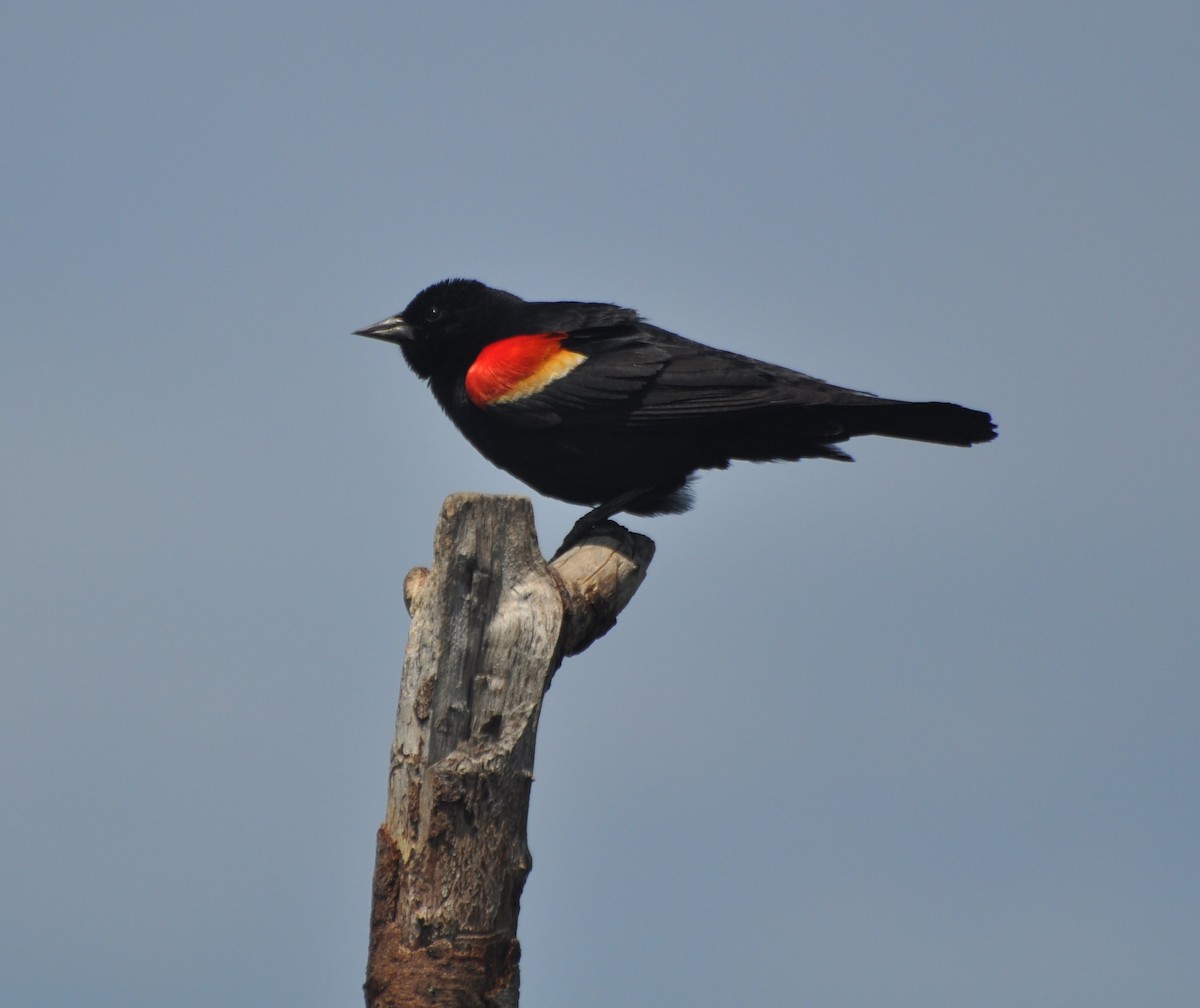 Red-winged Blackbird - ML62212731