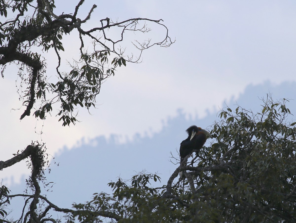 Rufous-necked Hornbill - Peter Hosner