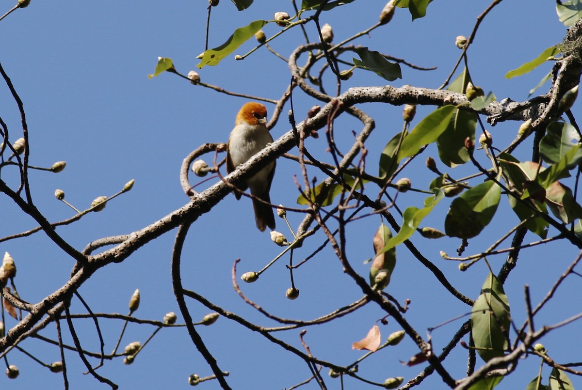 White-breasted Parrotbill - ML62214211