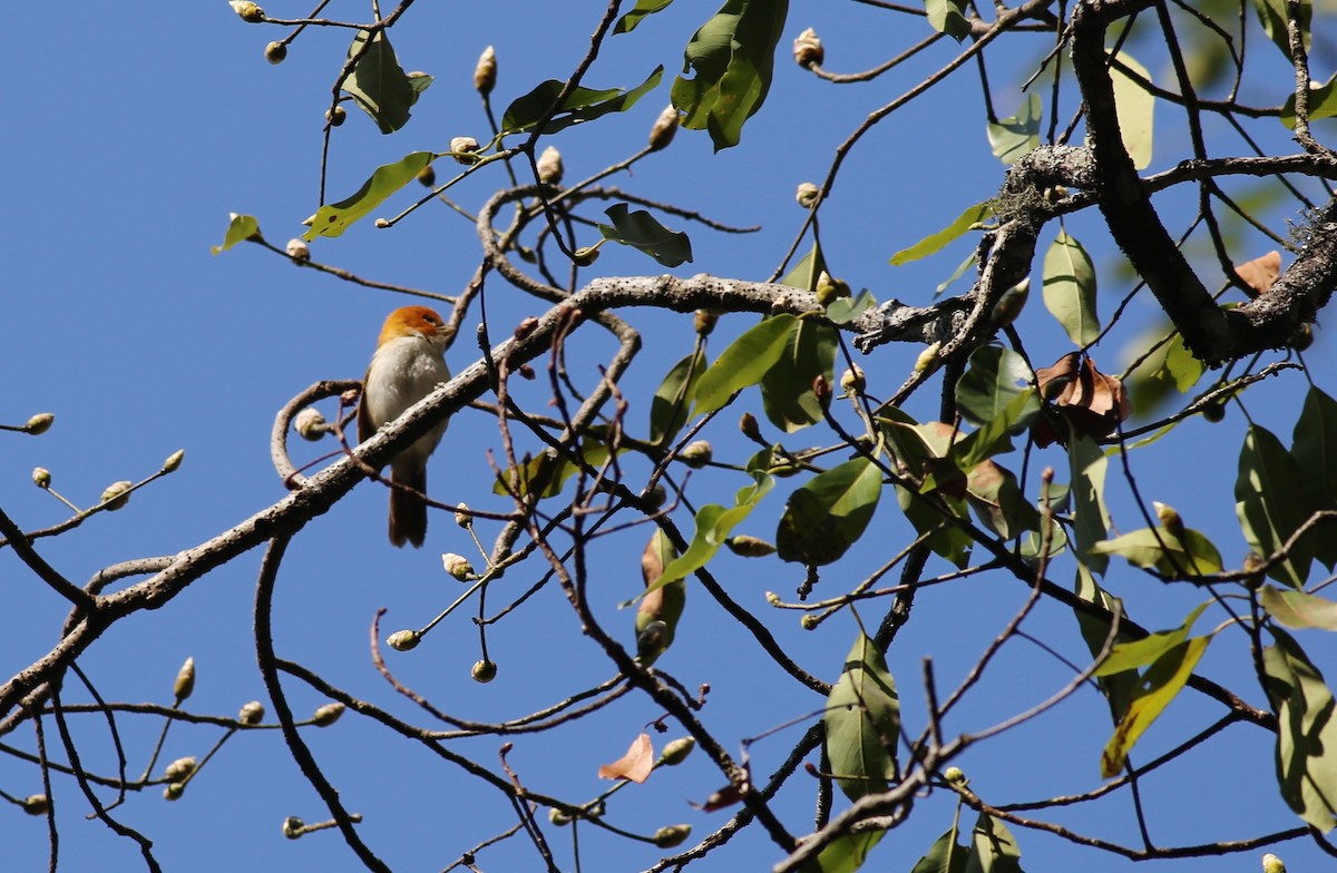White-breasted Parrotbill - ML62214221