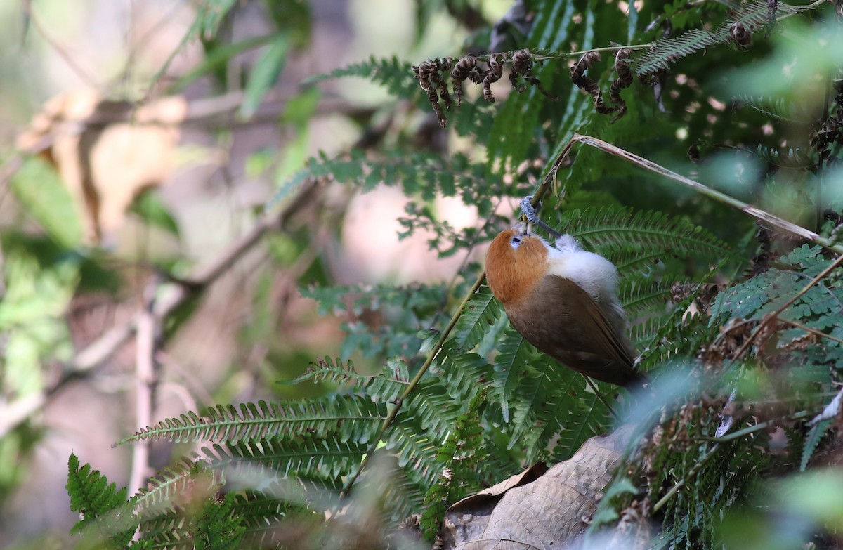 White-breasted Parrotbill - ML62214301