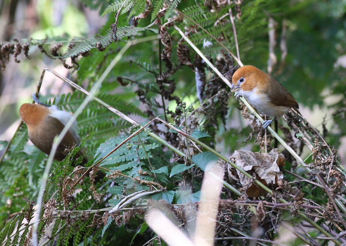 White-breasted Parrotbill - ML62214351