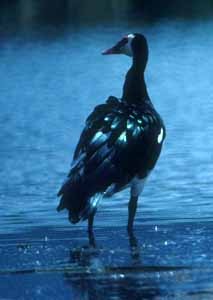 Spur-winged Goose - Don Roberson